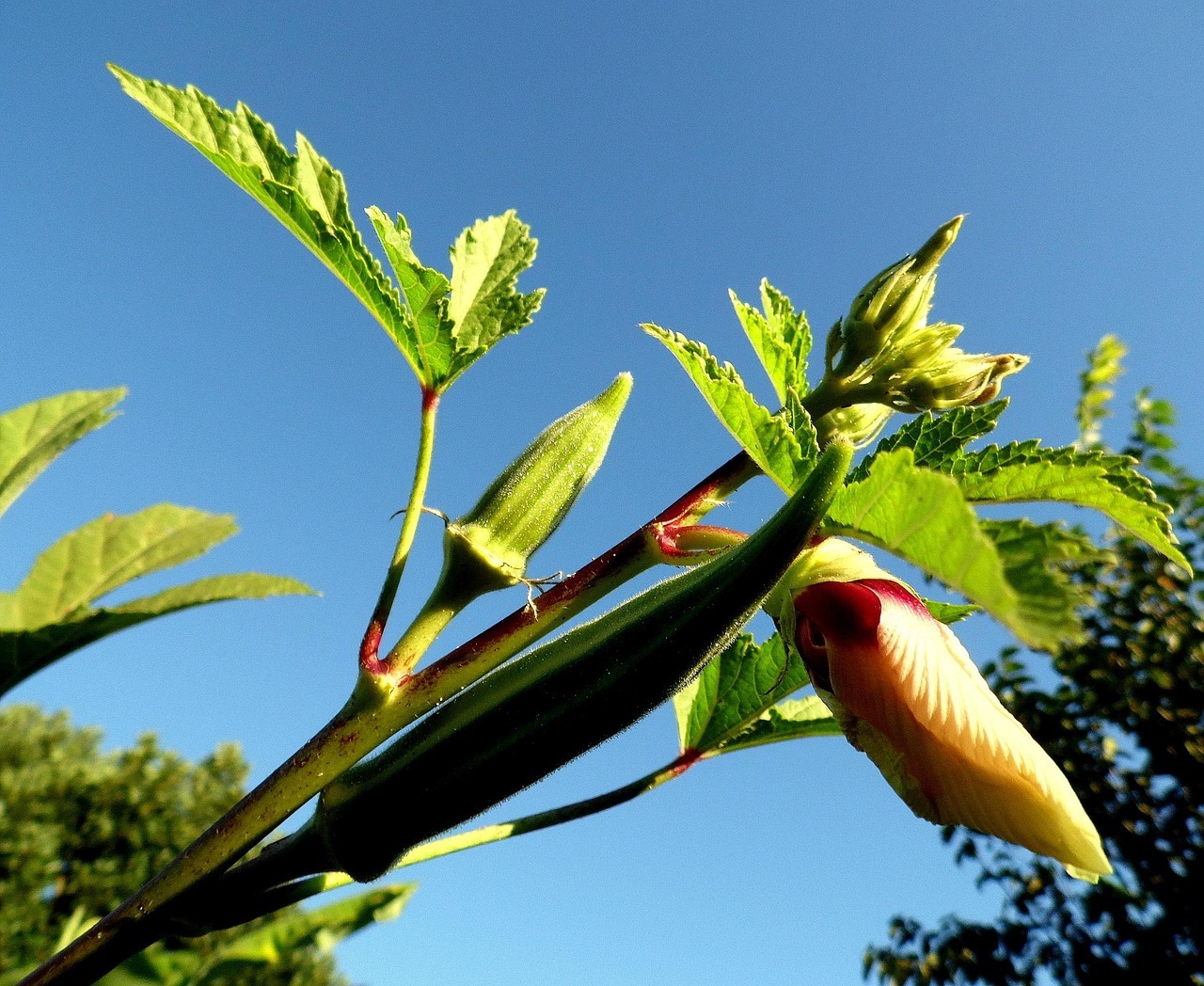 Okra And Diabetes 3 quiabeiro 2430490 1280