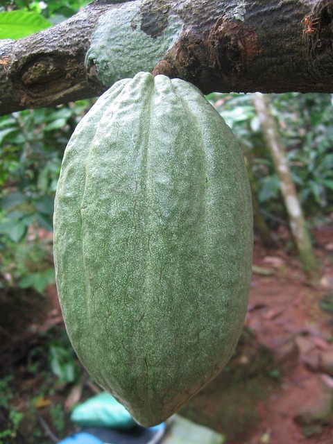 Is Cocoa Powder And Diabetes Your Secret Weapon? 3 cocoa powder and diabetes