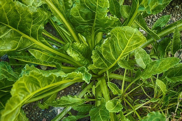 leafy greens