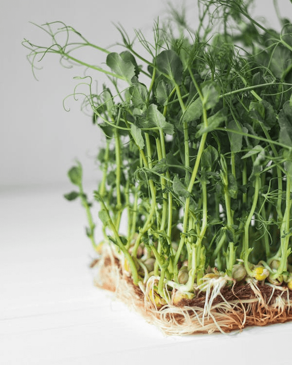 how to grow sprouts