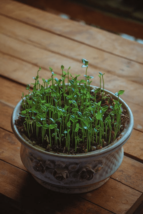 how to grow sprouts